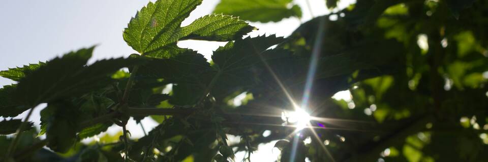 The sun is shining. On my hop. In my garden.   headerxxl