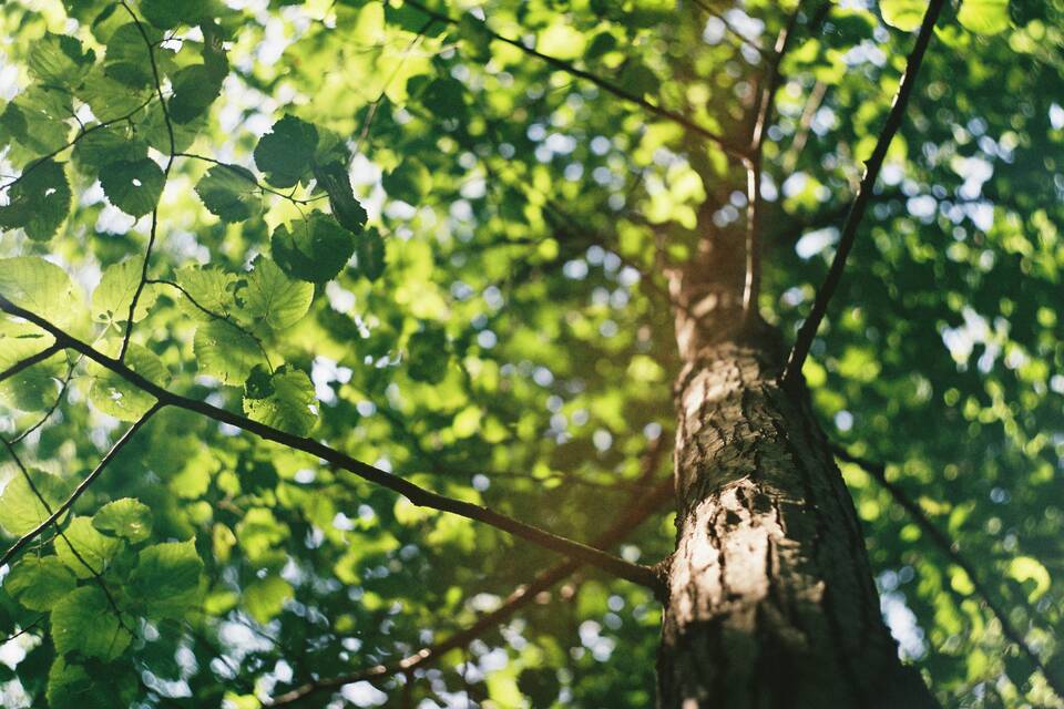 Tree   landscapexl