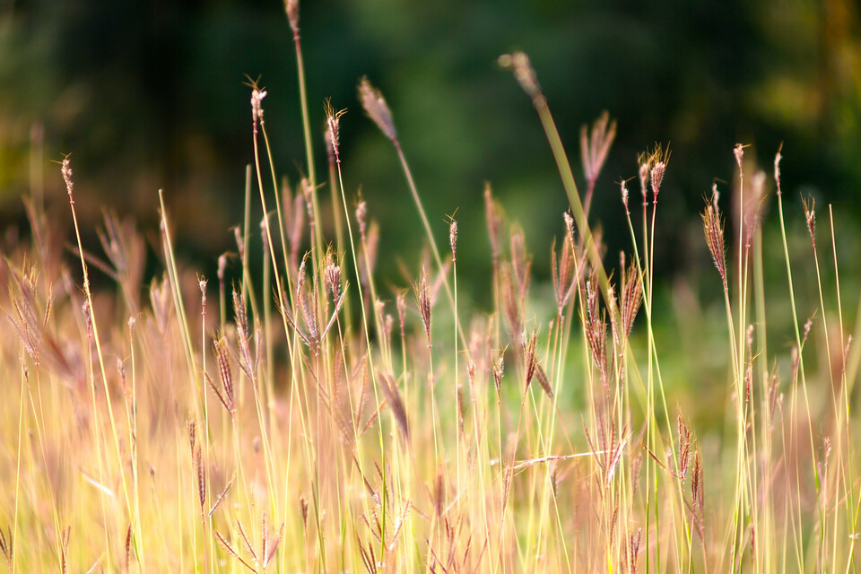 Wheat in field   landscapem