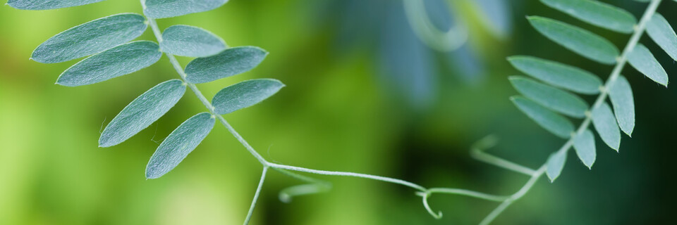 Two interconnected plants with green leaves   headerxxl