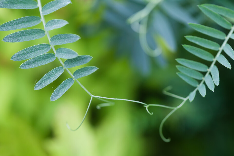 Two interconnected plants with green leaves   landscapem