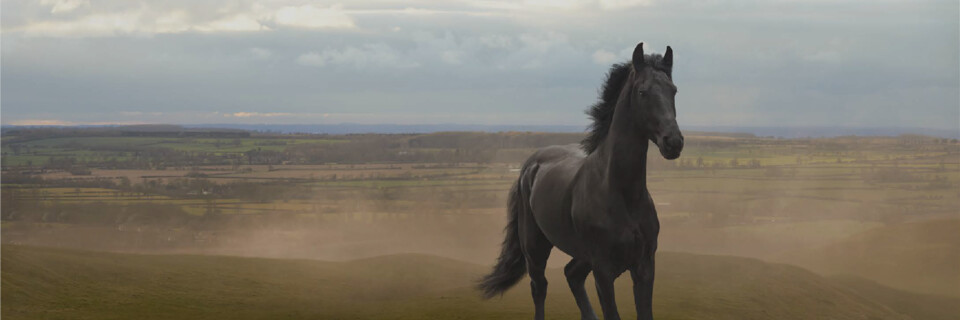 Lloyds Bank header lloyds bank