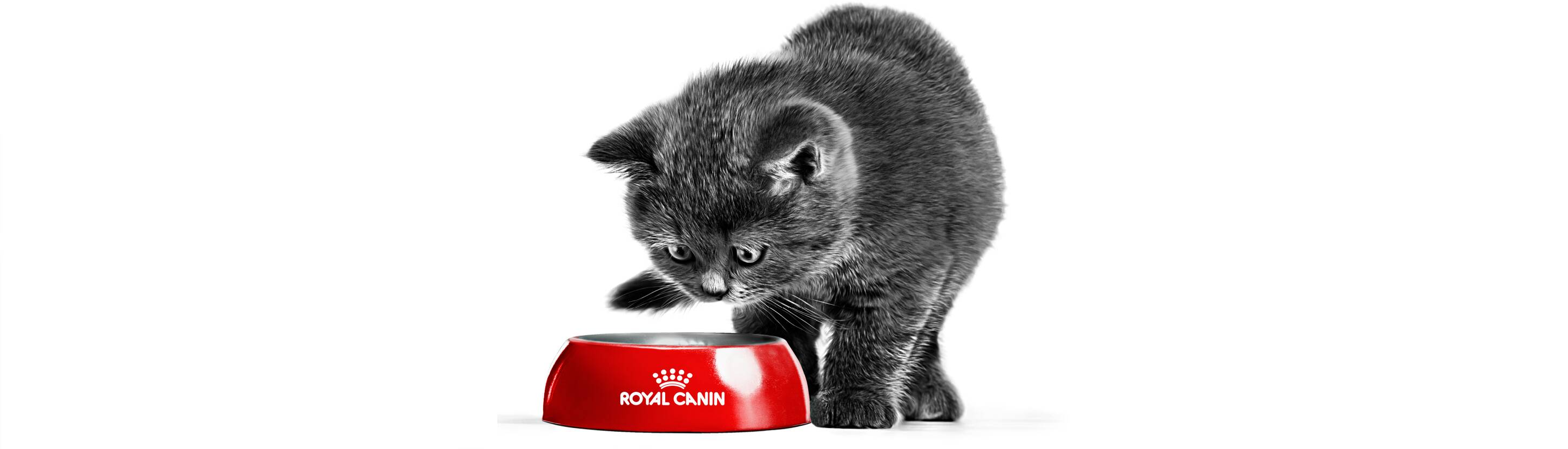 Kitten nog breder BRITISH_SHORTHAIR_KITTEN_ _BREED_EMBLEMATIC_Med._Res.___Basic